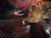 �g���E�c�{