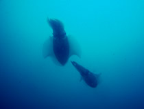 �c�m�U���E�~�E�V