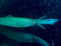 �A�I���C�J�Y���V���[�I�I