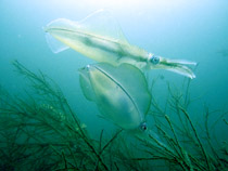 ���Y���ā��