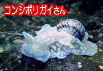 �R���V�{���K�C