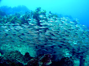 �l���u�c�_�C�Q��