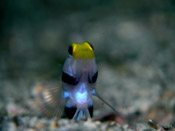 �l�W�������I�I