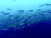 �A�W�̌Q��