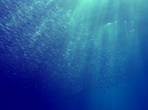 �L�r�i�S�E���o�[