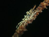 �C�{�C�\�o�i�K�j