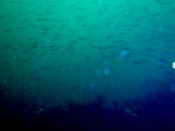 �C�T�L�̌Q��