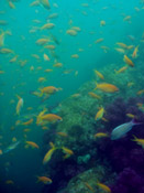 �L���M���n�i�_�C�Q���P