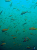 �L���M���n�i�_�C�Q���Q