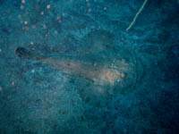 �L�A���R�E