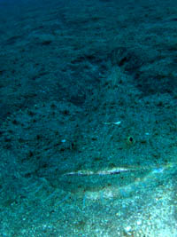 �L�A���R�E�I�I