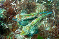 ���}�h�����B�̃o�g��