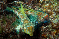 ���}�h�����B�̃o�g��