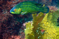 �I�n�O���x��