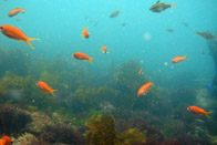 �N�₩�L���M���n�i�_�C�I�I