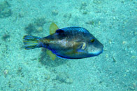 �L�^�}�N��