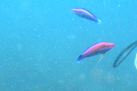 �C�g�q�L�x��