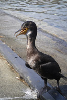 �H�H�H�H�H