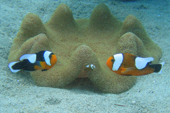 �p�p��������Ȃ��ŁE�E�E