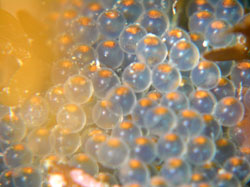 �V�������i�N�W���̂��܂��j