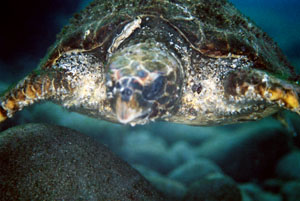 ���E�~�K���H�H