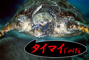 �^�C�}�C���Ⴏ��