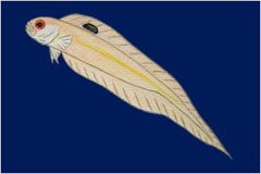 �A�I���C�J�ɂ����ґ���