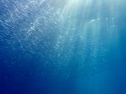 �V�̐�݂����ł���H�H