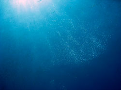 �L�r�i�S�E���o�[�I�I