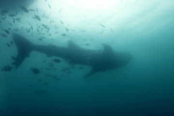 �W���x�G�U���I�I