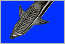 �R�o���H�H