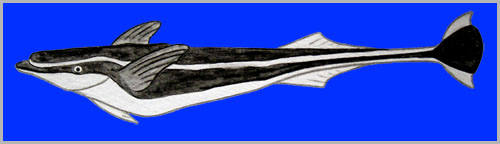 �R�o���U���I�I�i�G�j