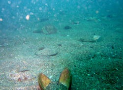 �C��ɂ́A�z�^�e�������ς�