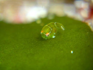 �R���V�g�̗�(�L���M)