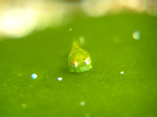 �����V�g�̗�(*'�['*)