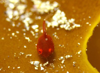 �����܂���� 