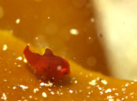  �_���S�E�I