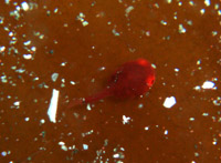  ���S���I�I