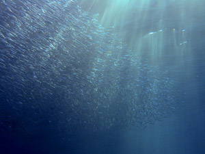 �L�r�i�S�̐�I�I