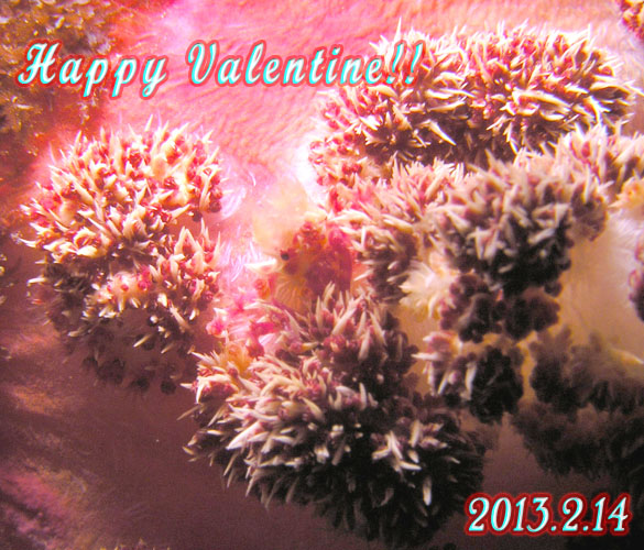 �n�b�s�[���o�����^�C���I�I