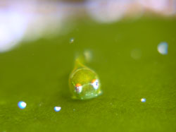 �_���S�E�I�̐Ԃ������