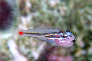 �l�I���e���W�N�_�C�̌����ۈ�