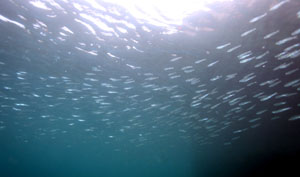 �T�[�f�B���E���o�[