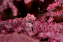 �s�O�~�[�V�[�z�[�X
�I�I