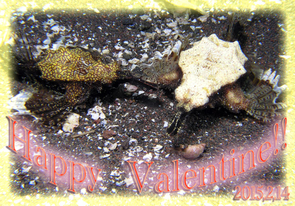 �n�b�s�[�E���@�����^�C�����