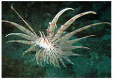 �݂̂�����